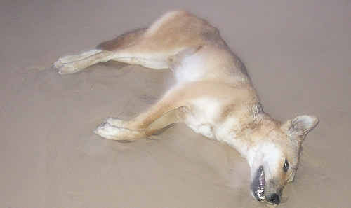This dingo, photographed dead at Fraser Island, had been previously observed to be emaciated. This dingo, photographed dead at Fraser Island, had been previously observed to be emaciated.